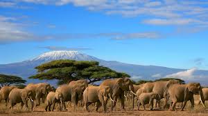Amboseli Camping Safari